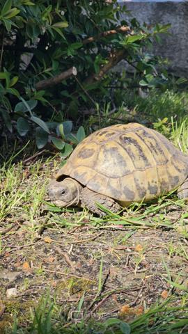 Maison/Villa à Royan de 260m2
