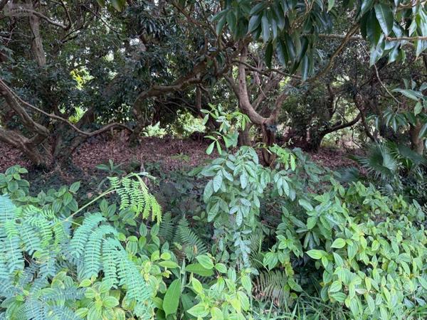 Terrain à Batir à vendre à Saint-Joseph à la Réunion (97480), ref : 97405/224   
Plaine des grègues