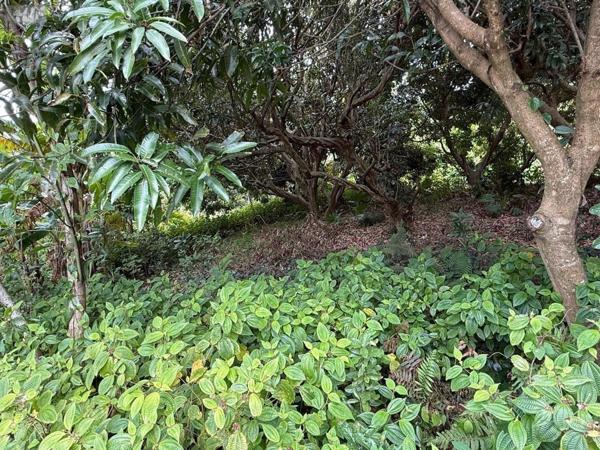 Terrain à Batir à vendre à Saint-Joseph à la Réunion (97480), ref : 97405/224   
Plaine des grègues