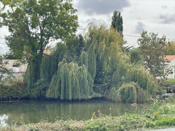 MARANS FACE A LA SEVRE NIORTAISE