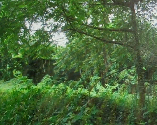 TERRAIN A FORT POTENTIEL