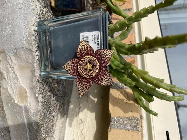 La maison aux cactus