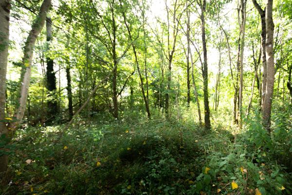 Grange en pierre à rénover avec plus d'un hectare de terrain – Environnement campagne