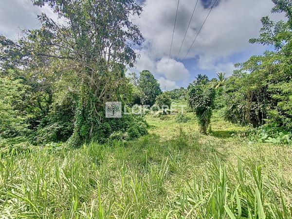 Achat terrain Capesterre-Belle-Eau - 2189 m² - 132 000 €