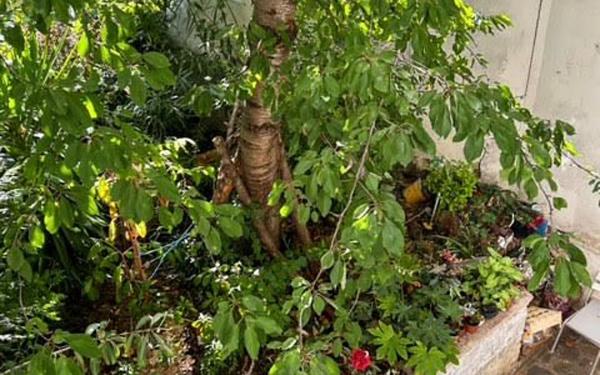 Appartement à vendre    1 pièce • 19,25 m2 Le Kremlin-Bicêtre