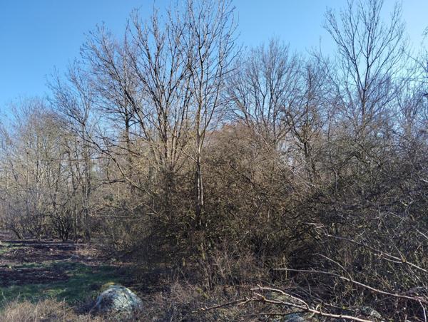 TERRAIN DE LOISIR A THIONVILLE - 2817 m2