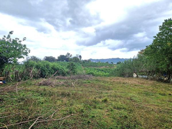 Terrain Le Lamentin 4459 m2