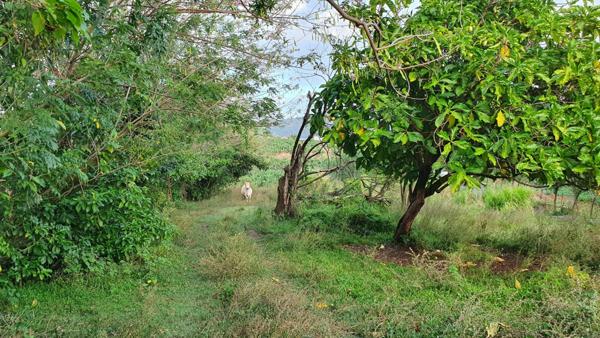 Terrain Le Lamentin 4459 m2