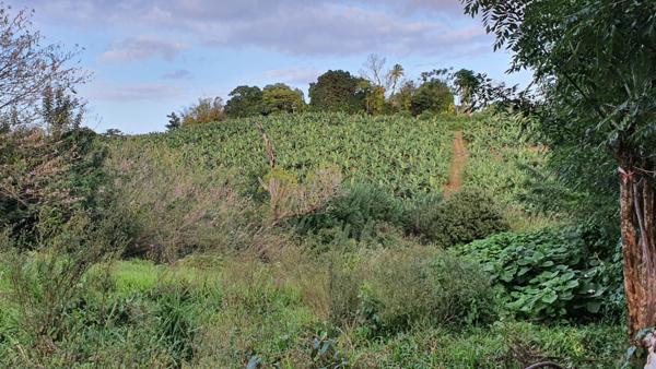 Terrain Le Lamentin 4459 m2