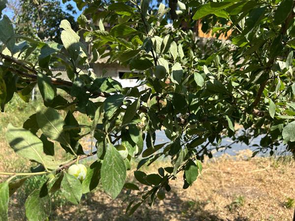 A vendre Terrain de loisirs à Trèbes