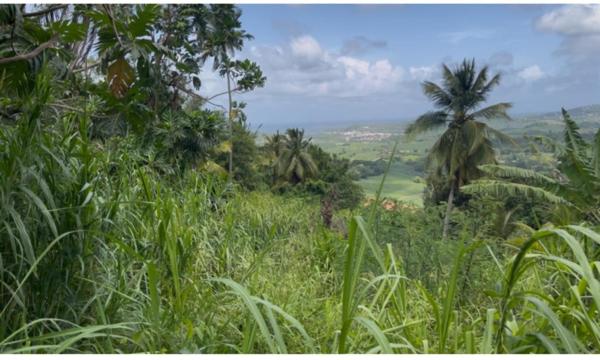 Terrain à bâtir 553 m² - Le François, Bois-Neuf - Vue dégagée