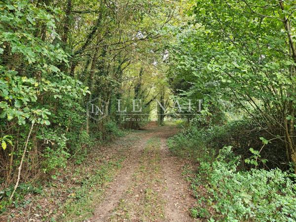Intéressant massif forestier de 49 ha en Haut-Anjou