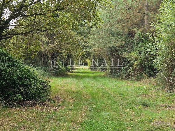 Intéressant massif forestier de 49 ha en Haut-Anjou