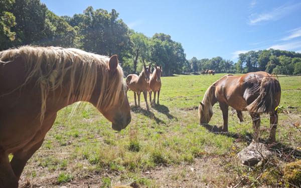 Terrain à vendre    Jussac