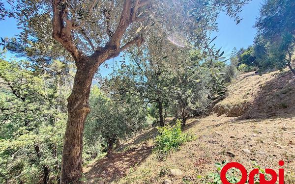 Terrain à vendre    Castagniers