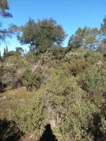 Terrain 666 m2 Le Cannet Des Maures La Pardiguière