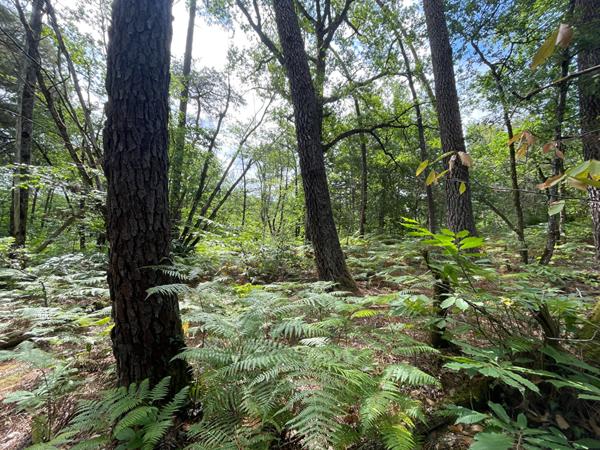 A vendre terrain boisé à COULOUNIEIX CHAMIERS 24660