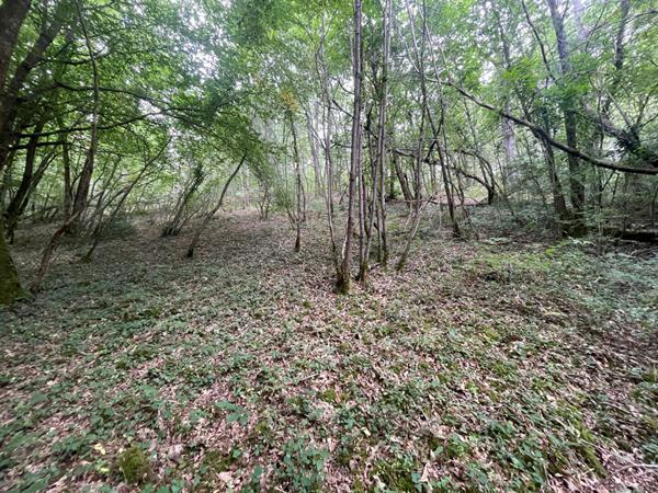 A vendre terrain boisé à COULOUNIEIX CHAMIERS 24660