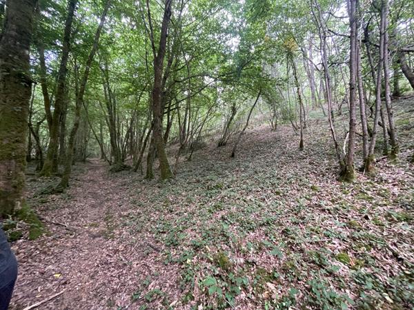 A vendre terrain boisé à COULOUNIEIX CHAMIERS 24660