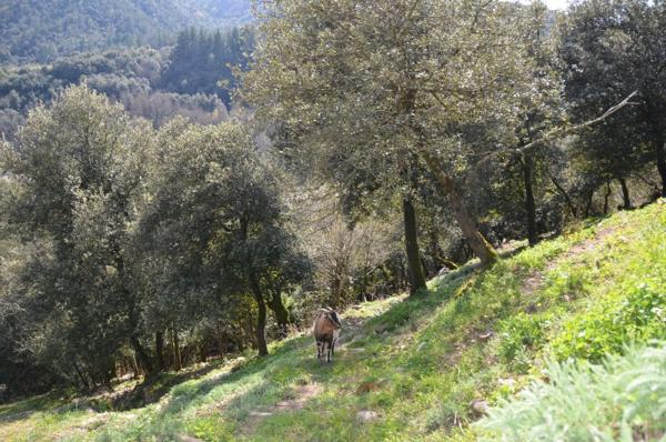 Vente / Maison et grand terrain