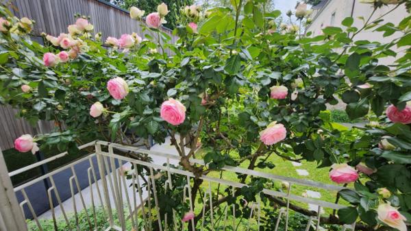 Maison de Charme hyper-centre de Laval