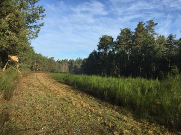 Magnifique propriété au coeur de la Sologne