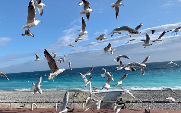 Appartement à vendre    2 pièces •  Nice