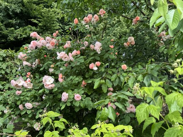 Maison 4 pièces - 60 m² Exclusivité efficity