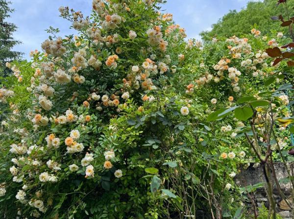 Maison 4 pièces - 60 m² Exclusivité efficity