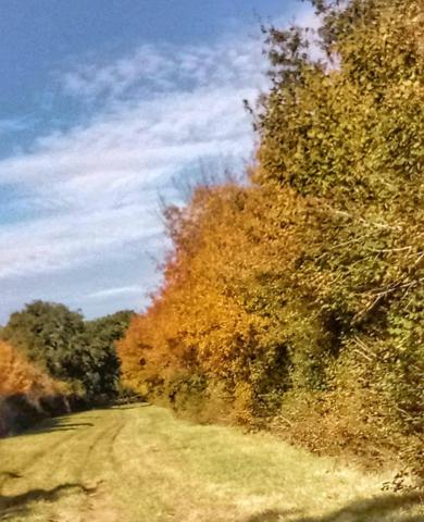 Forêt de chasse de 18 hectares à BENON