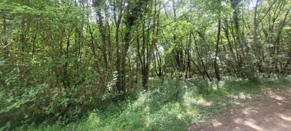 Forêt de chasse de 18 hectares à BENON