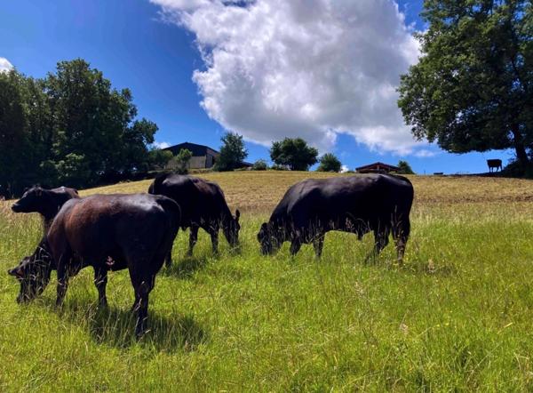 À découvrir – Propriété agricole de 17,4 ha à vendre Saint-Nauphary (82)
