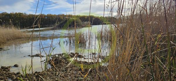 Etang à MEZIERES EN BRENNE (36290)