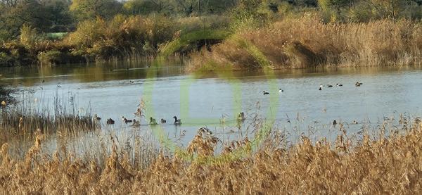 Etang à MEZIERES EN BRENNE (36290)