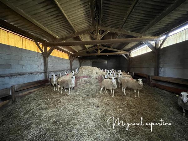 Gramat (46500) A céder exploitation d’élevage ovin 60 HA avec 130HA en location dans le LOT 46 OCCITANIE