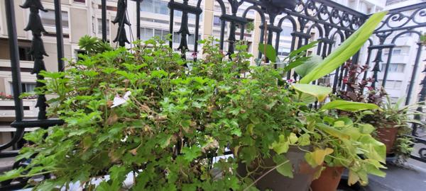 Paris (75018) BEAU 3P TRAVERSANT - PLEIN SUD - BALCON