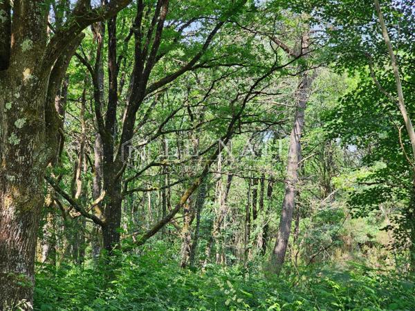 Château XIXème et son domaine de 291 hectares en Vallée de la Loire angevine