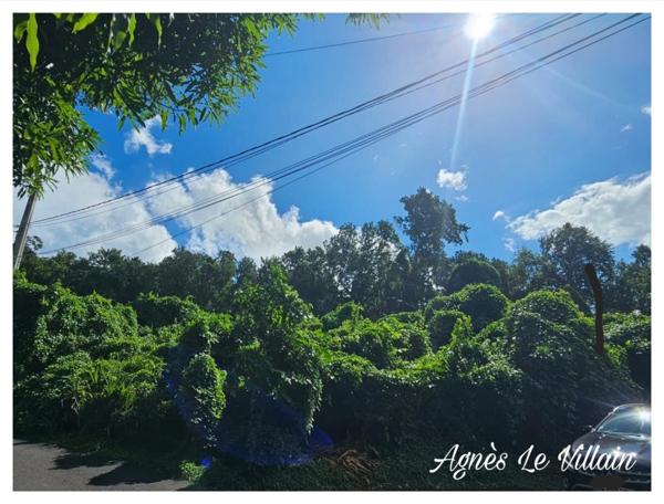 Terrain Boisé de 1 041 m2