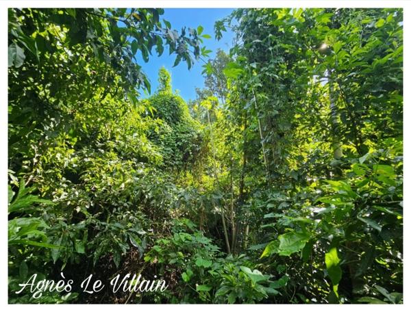 Terrain Boisé de 1 041 m2