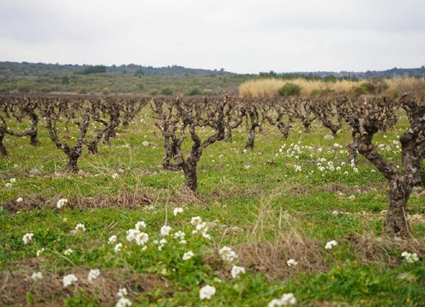Terrain à vendre    La Palme