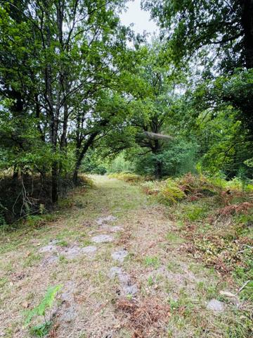 PROPRIETE BOISEE A VENDRE PRUNIERS EN SOLOGNE