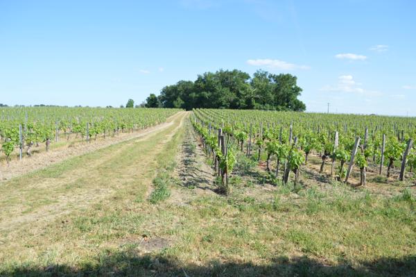 Maison à vendre à Les Billaux (33500) - Gironde