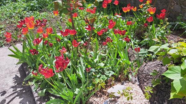 A vendre, sur Digne les bains Maison bourgeoise du XIX siècle de 238m²