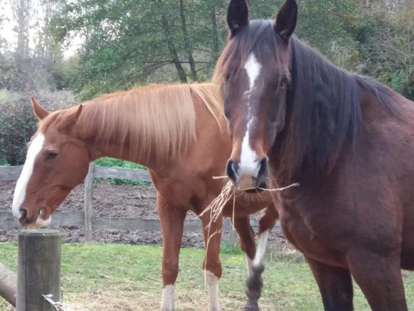 Véritable havre de paix aux portes de la forêt !