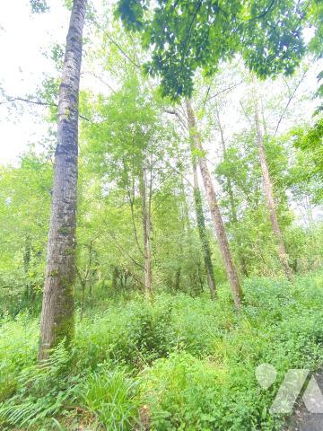 Parcelles de peupliers