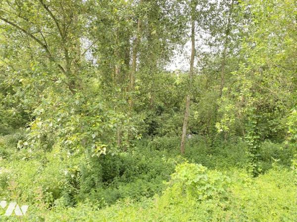 Parcelles de peupliers