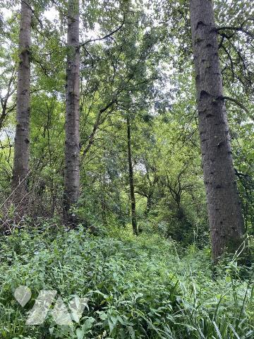 Parcelles de peupliers