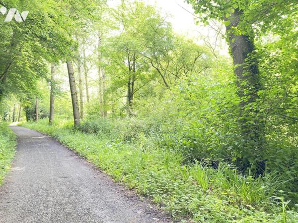 Parcelles de peupliers