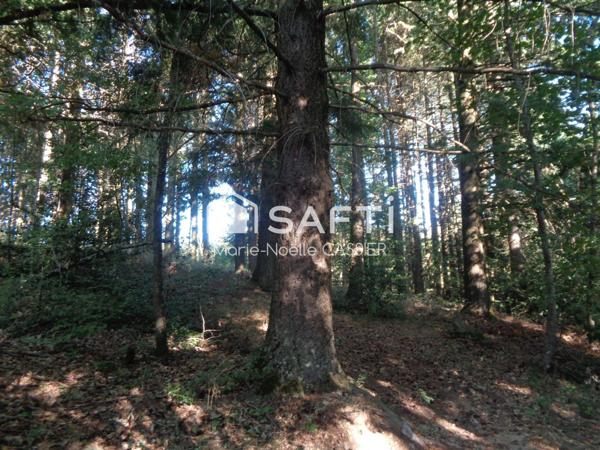 Rare : Maison en pierres dans environnement bucolique
