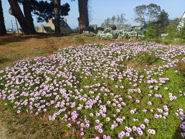 Plougasnou (29630) Plougasnou, le Diben, grande maison 5ch vue mer entièrement rénovée, parc de 5400 m2 constructible.